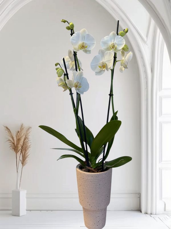 Orchidée blanche "phalaénopsis"