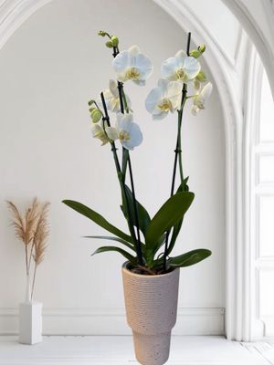 Orchidée blanche "phalaénopsis"