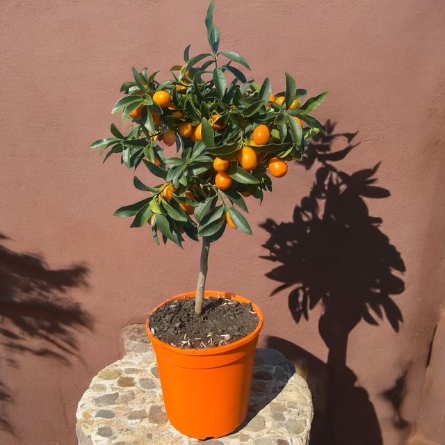Kumquat Kumquat