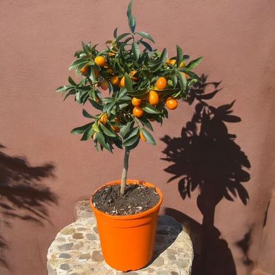 Kumquat – Agrume Décoratif aux Fruits Comestibles | Fleur Azur Kumquat – Agrume Décoratif aux Fruits Comestibles | Fleur Azur