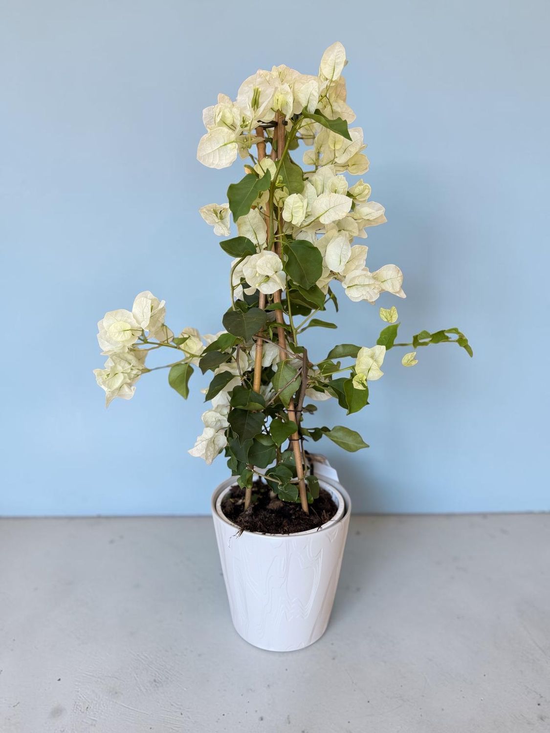 bougainvillier blanc bougainvillier blanc