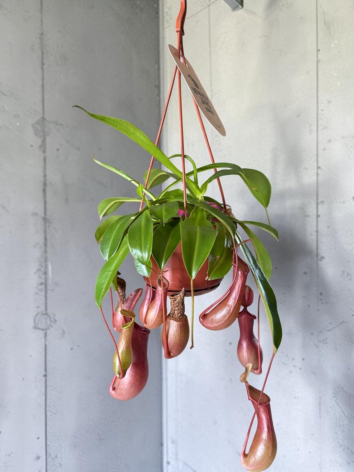 Nepenthes – Plante Carnivore Exotique Décorative | Fleur Azur Nepenthes – Plante Carnivore Exotique Décorative | Fleur Azur