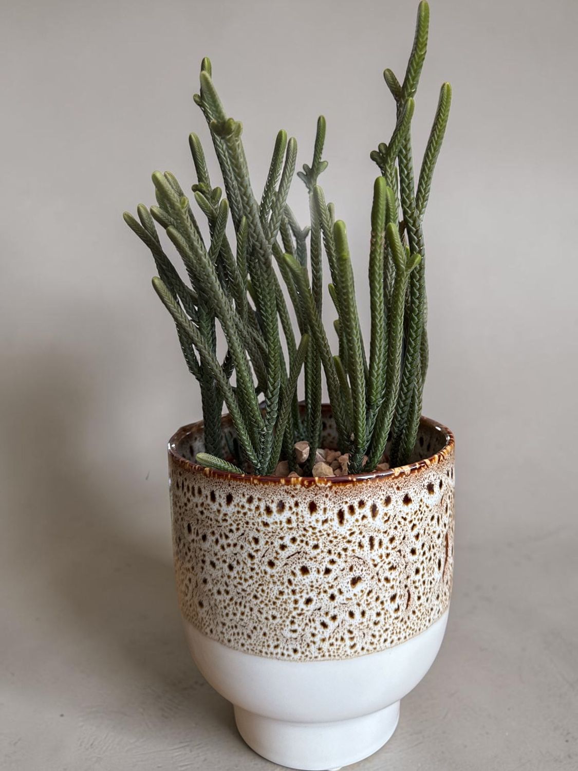 Crassula muscosa Crassula muscosa