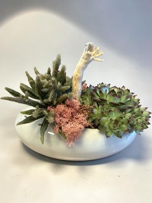 Crassula en jardin Crassula en jardin