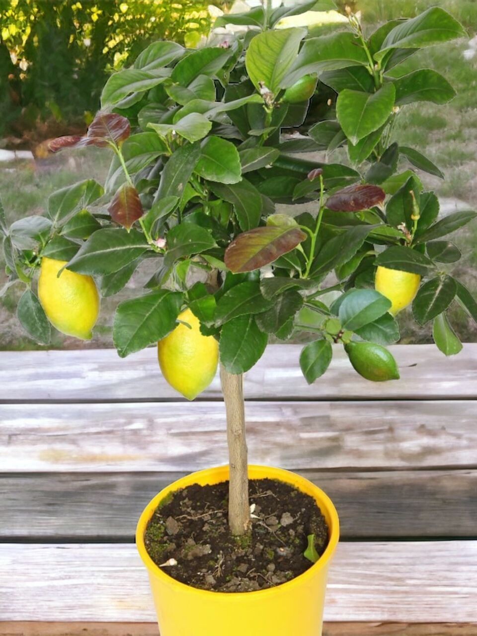 Citronnier Lemon – Agrume Décoratif Méditerranéen | Fleur Azur Citronnier Lemon – Agrume Décoratif Méditerranéen | Fleur Azur