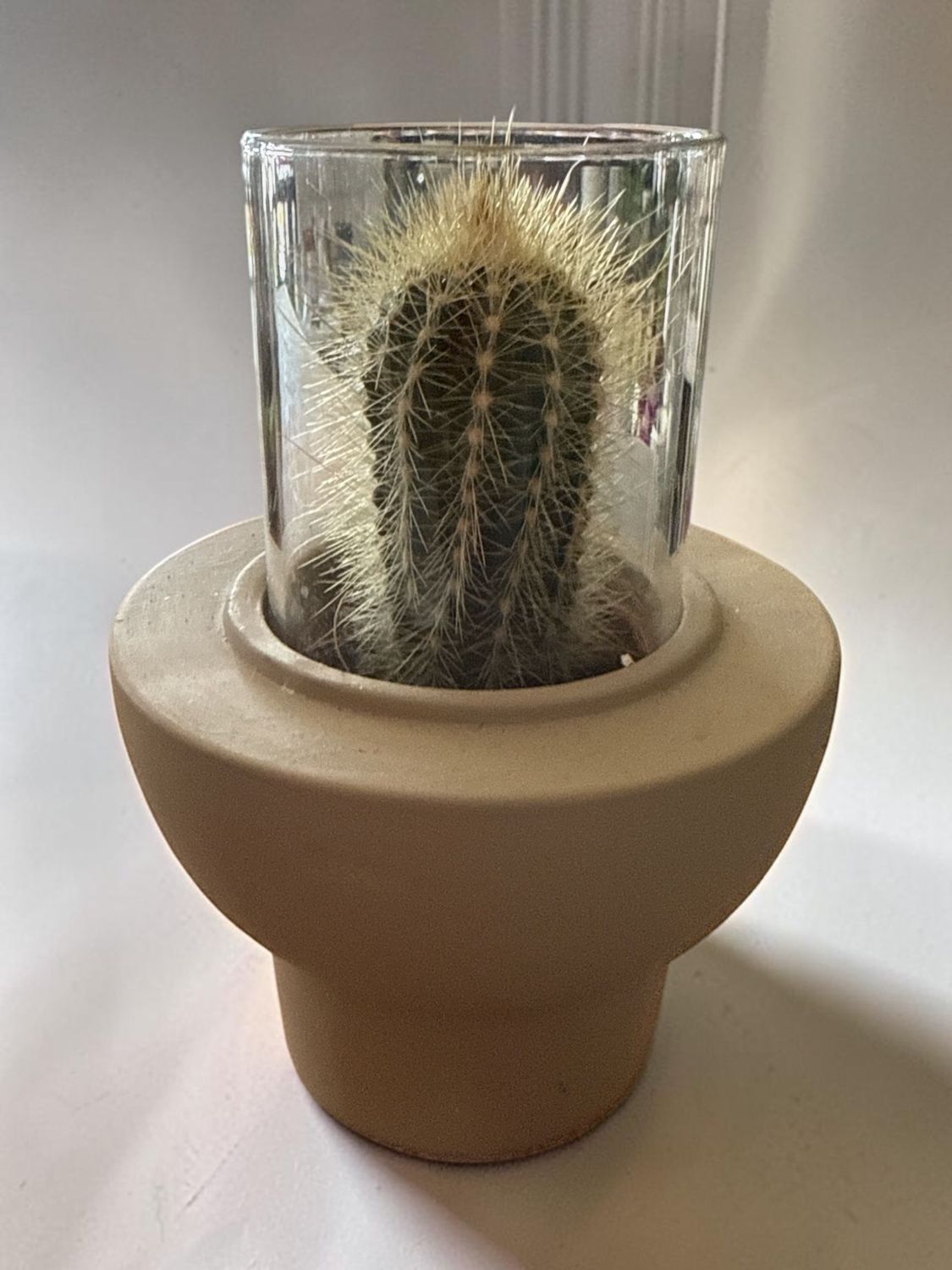 Cactée Cactée
