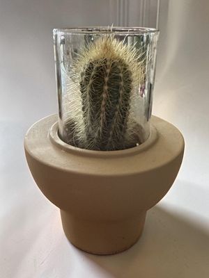 Cactée