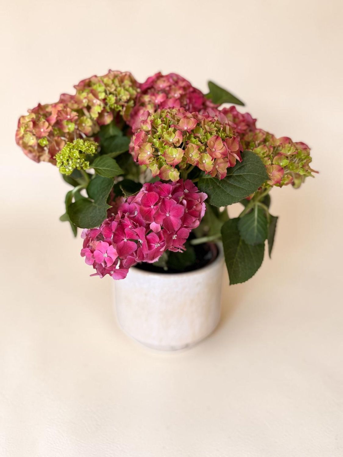 Hortensia Hortensia
