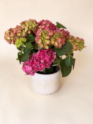 Hortensia avec Cache-pot en Céramique | Fleur Azur Hortensia avec Cache-pot en Céramique | Fleur Azur