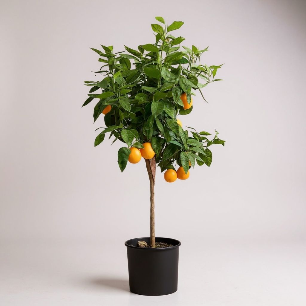 Oranger – Agrume Méditerranéen Décoratif | Fleur Azur Oranger – Agrume Méditerranéen Décoratif | Fleur Azur