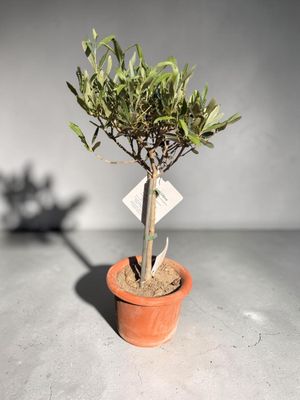 Olivier 60 cm en Pot de Terre Traditionnel | Fleur Azur