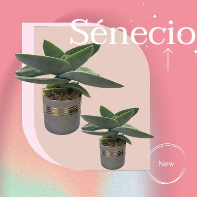Sénécio Sénécio