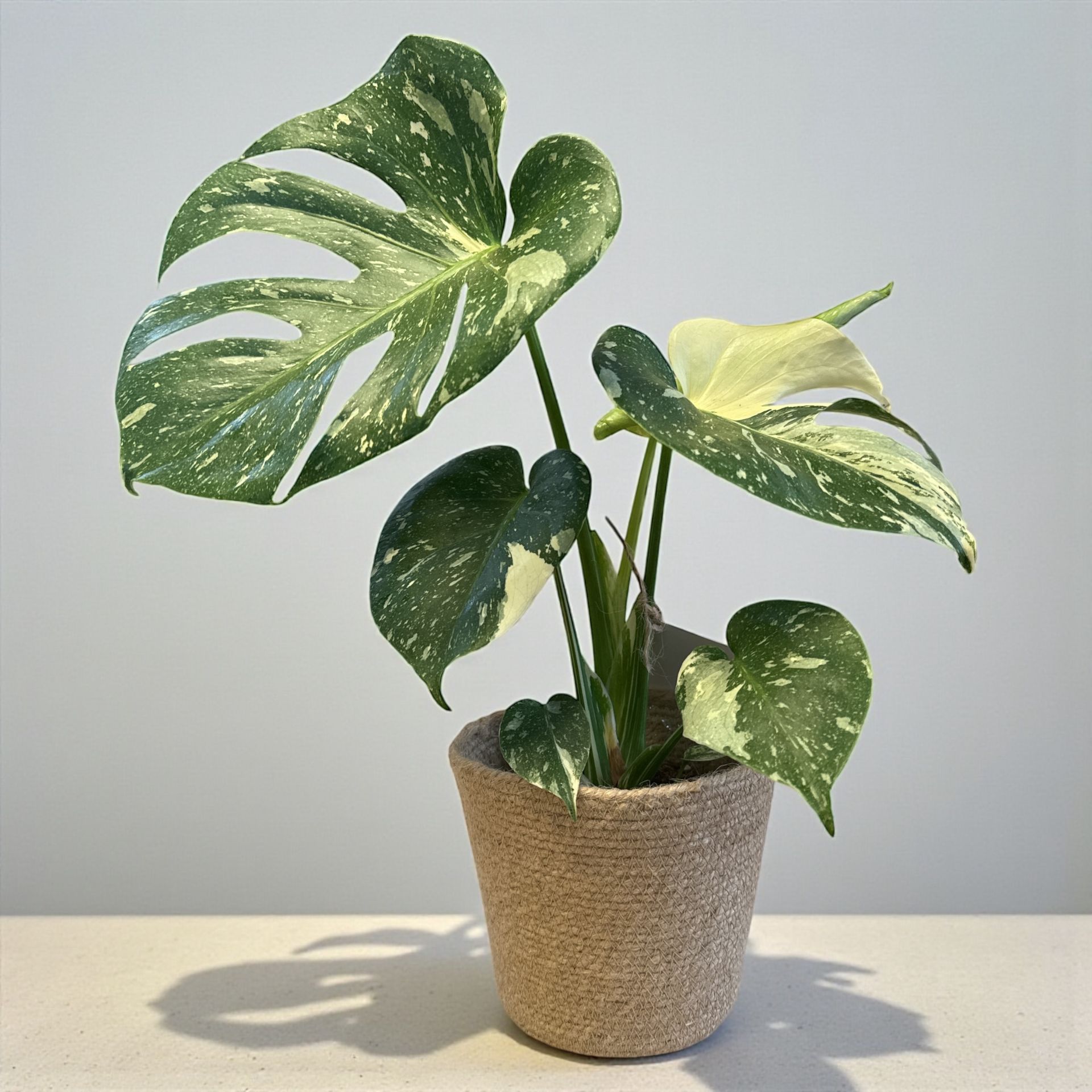 Monstera Variegata Panaché – Plante Rare Tropicale | Fleur Azur
