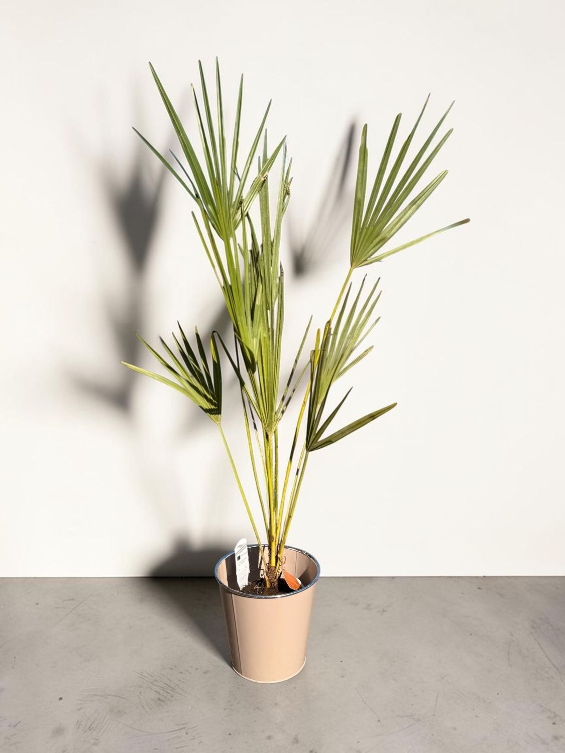 Chamerops Humilis Chamerops Humilis