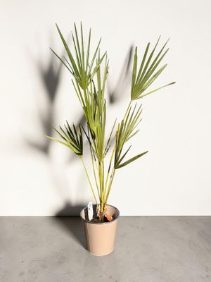Chamaerops Humilis – Palmier Méditerranéen Décoratif | Fleur Azur