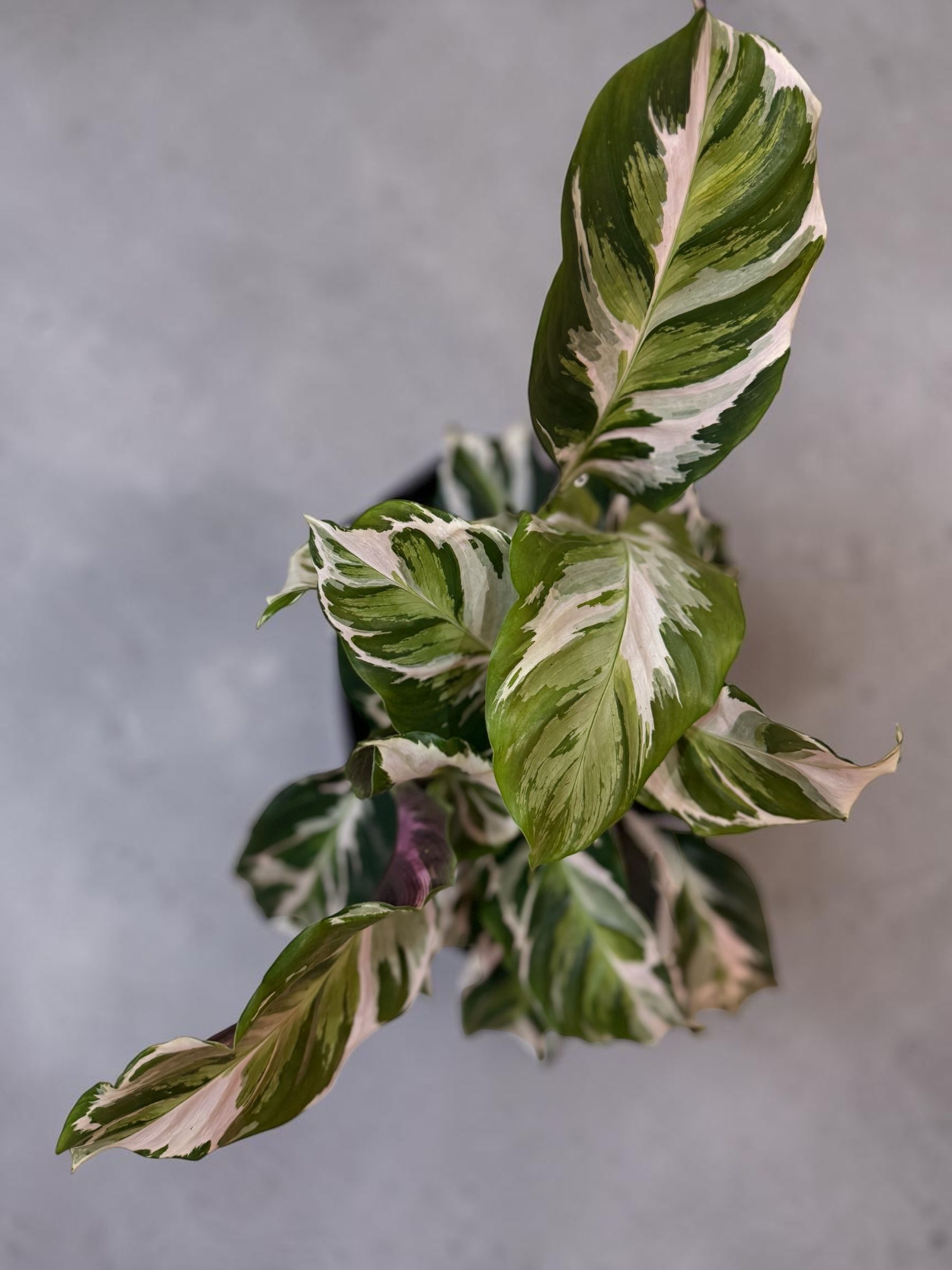 Calathea Stella – Plante d’Intérieur Élégante et Graphique | Fleur Azur