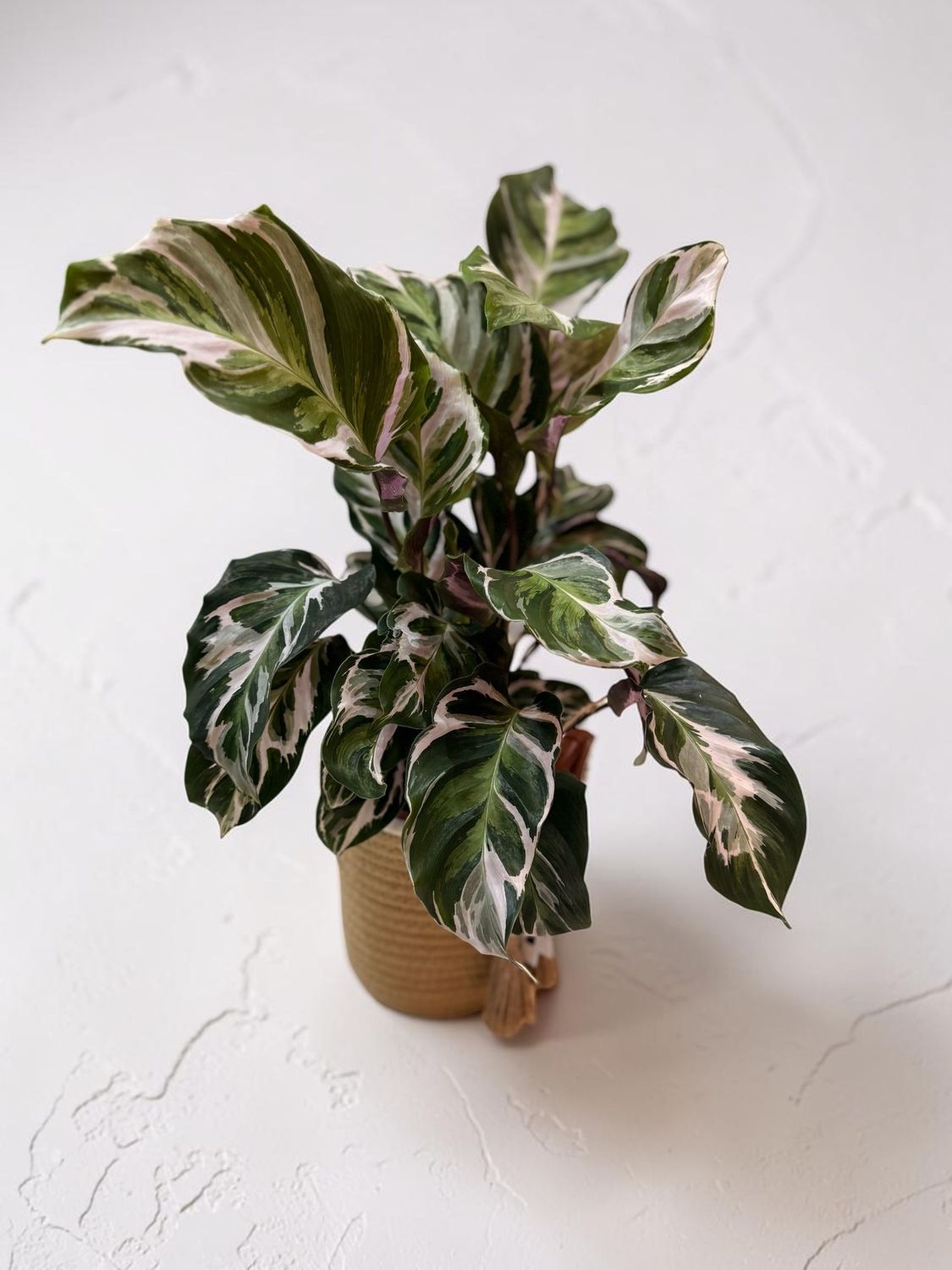 CALATHEA STELLA CALATHEA STELLA
