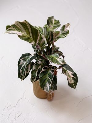 Calathea Stella – Plante d’Intérieur Élégante et Graphique | Fleur Azur Calathea Stella – Plante d’Intérieur Élégante et Graphique | Fleur Azur