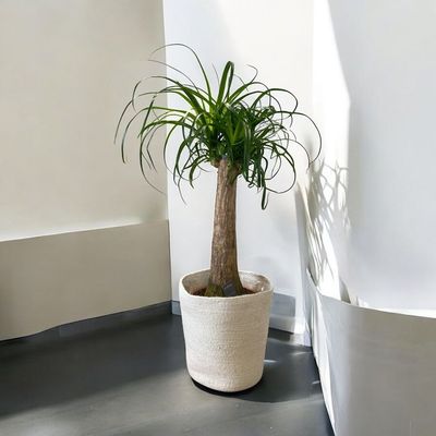 Beaucarnea – Pied d’Éléphant Décoratif | Fleur Azur Beaucarnea Pied d’Éléphant 50/60 cm – Plante d’intérieur | Fleur Azur