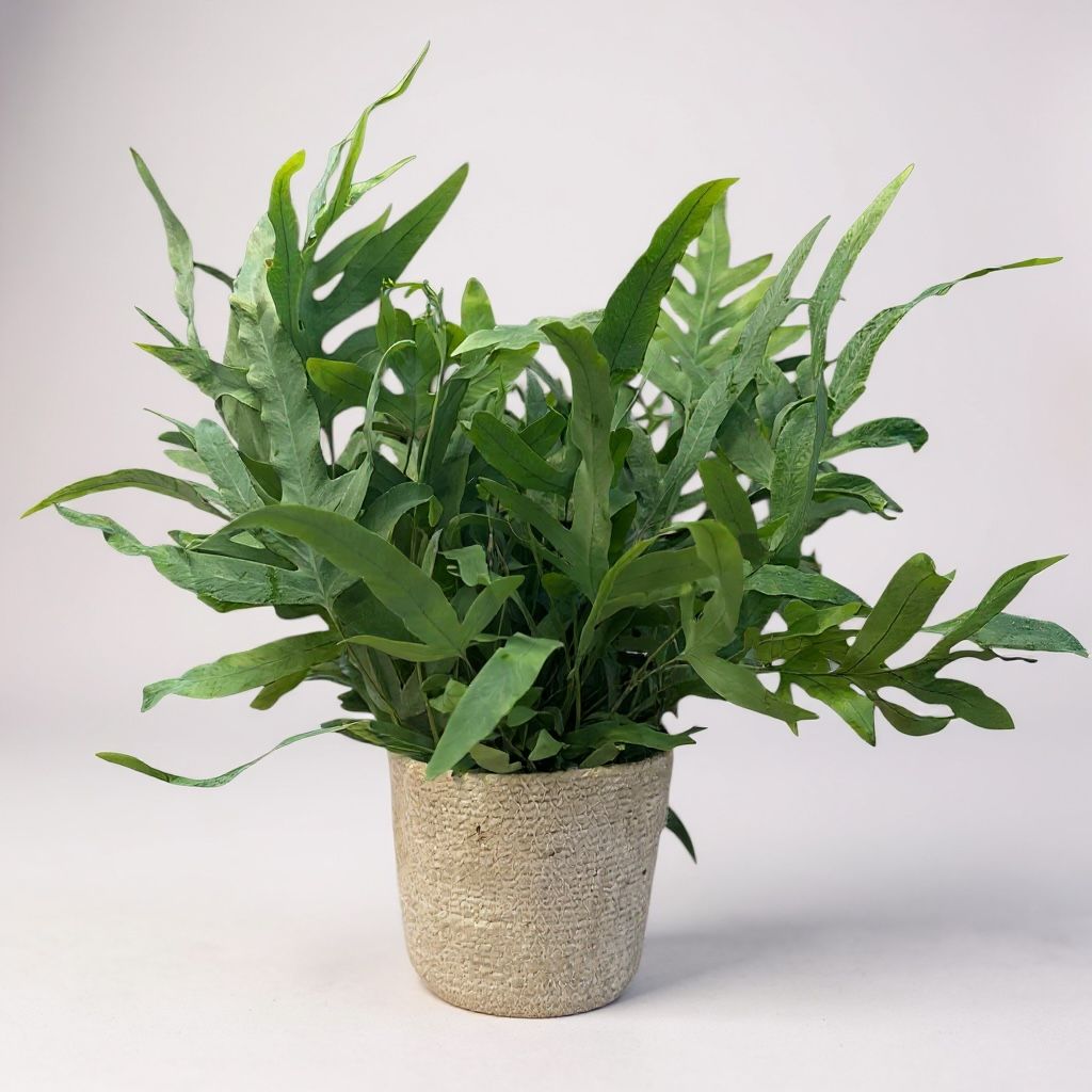 Phlebodium Blue Star avec Cache-pot en Chanvre Tressé | Fleur Azur Phlebodium Blue Star avec Cache-pot en Chanvre Tressé | Fleur Azur