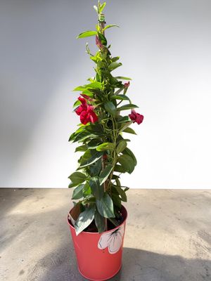 DIPLADENIA