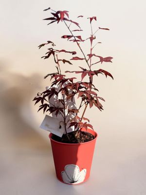 Érable Japonais – Arbre d’Ornement Élégant | Fleur Azur Érable Japonais – Arbre d’Ornement Élégant | Fleur Azur