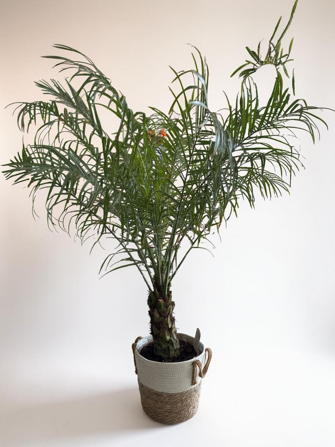 Phoenix Roebelenii – Palmier Tropical Élégant | Fleur Azur