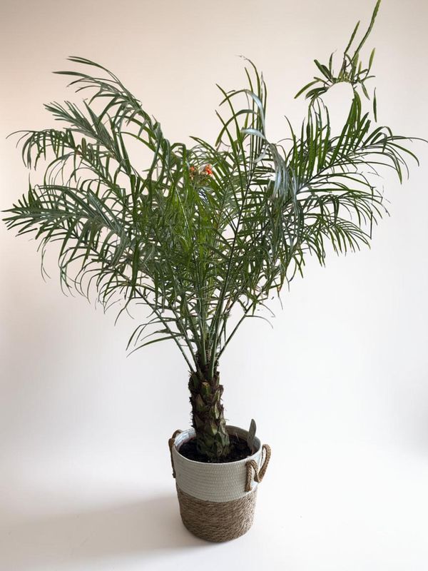 Phoenix Roebelenii – Palmier Tropical Élégant | Fleur Azur
