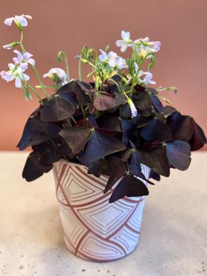 OXALIS OXALIS