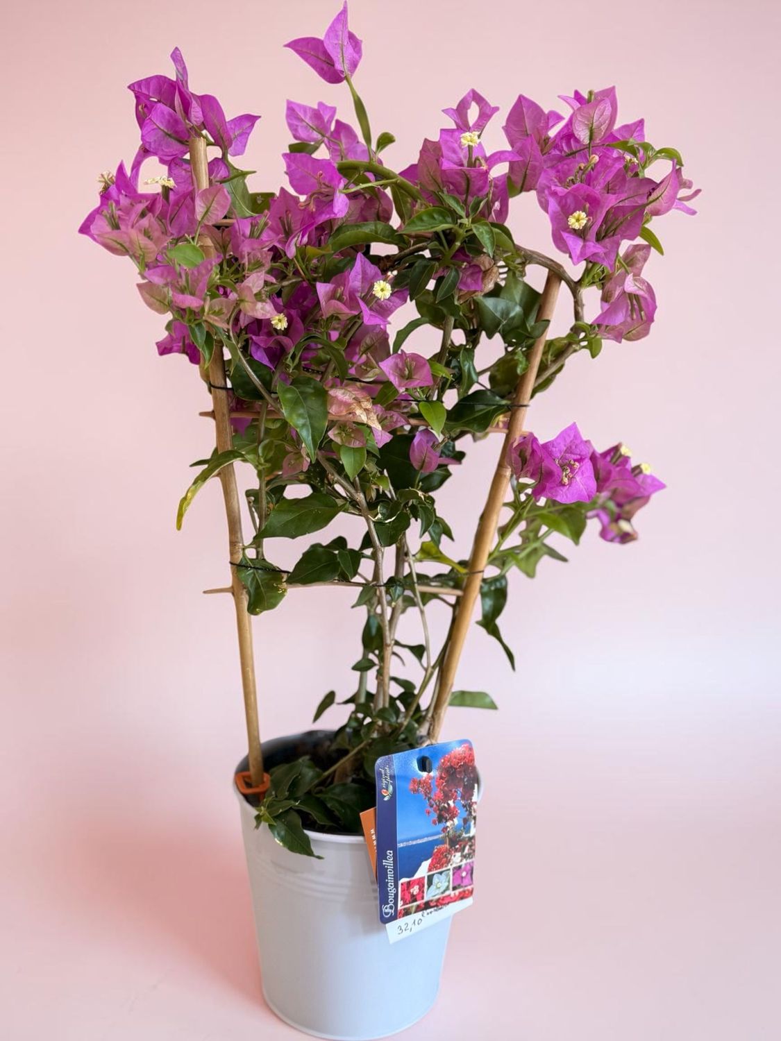 Bougainvillier