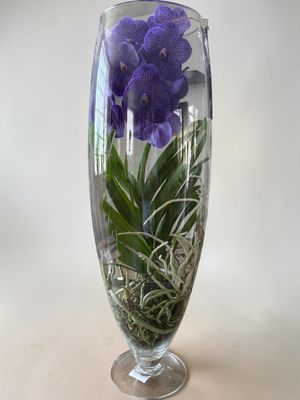 Orchidée Vanda dans sa Verrerie – Composition Élégante | Fleur Azur