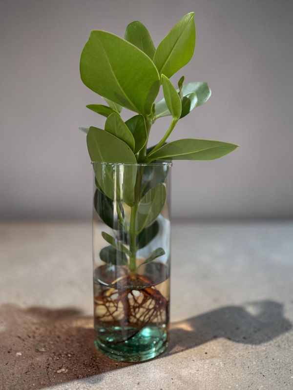 Clusia – Plante Verte Décorative et Élégante | Fleur Azur