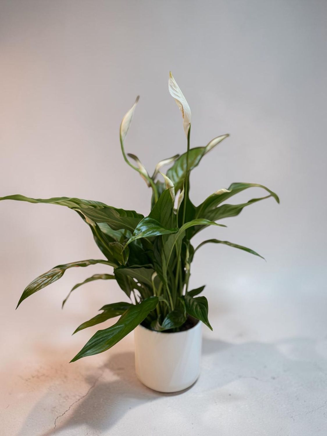 Spathiphyllum – Plante Fleurie Élégante d’Intérieur | Fleur Azur Spathiphyllum – Plante Fleurie Élégante d’Intérieur | Fleur Azur