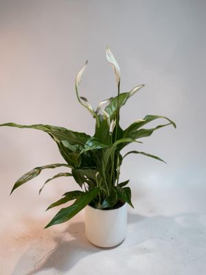 Spathiphyllum – Plante Fleurie Élégante d’Intérieur | Fleur Azur