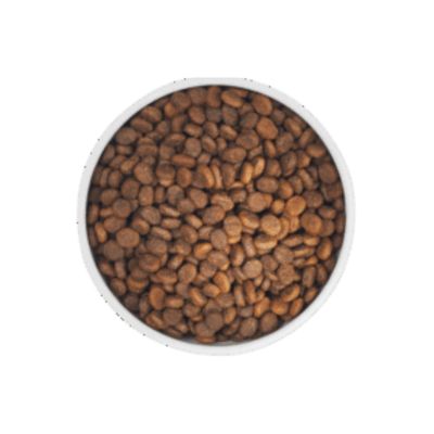 Dry Dog Food