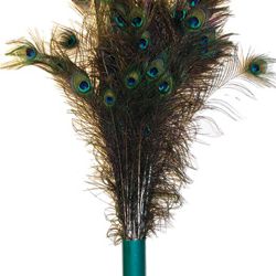 Vee Peacock Feather