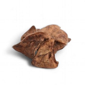 Eavesdropper Hairy Pig Ear