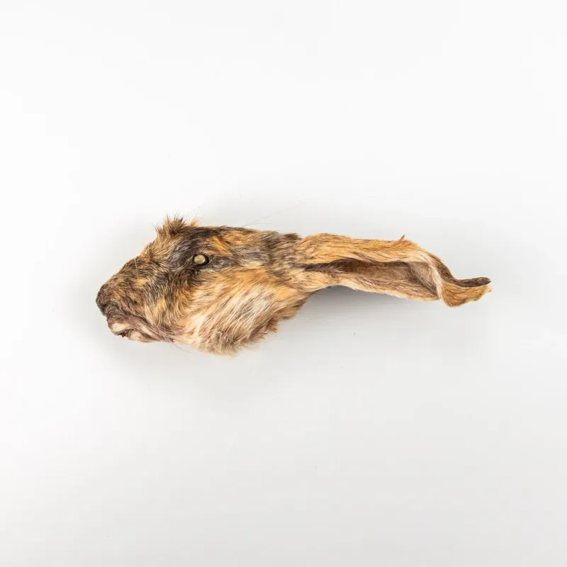 Rabbit Head