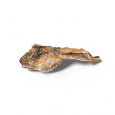 Rabbit Head