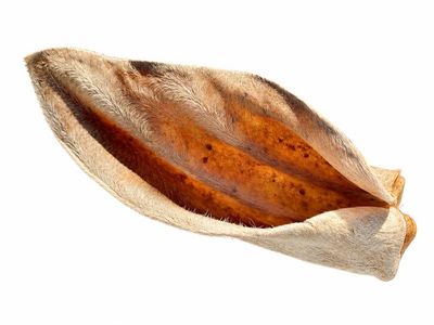 Hairy Cow Ear
