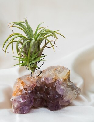 Crystal Air Plant Holders