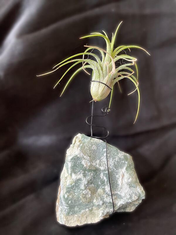 Crystal Air Plant Holder - Raw Amazonite