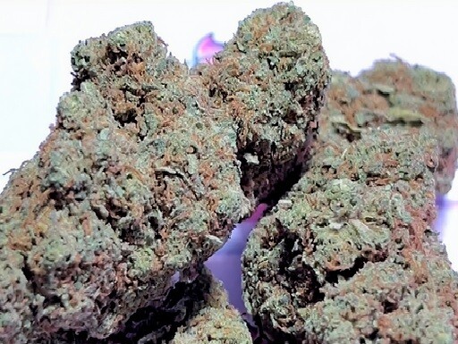 Orange Gelatto Indoor 20% CBD 100gr