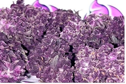 Purple Gelatto Indoor 23% CBD 100g