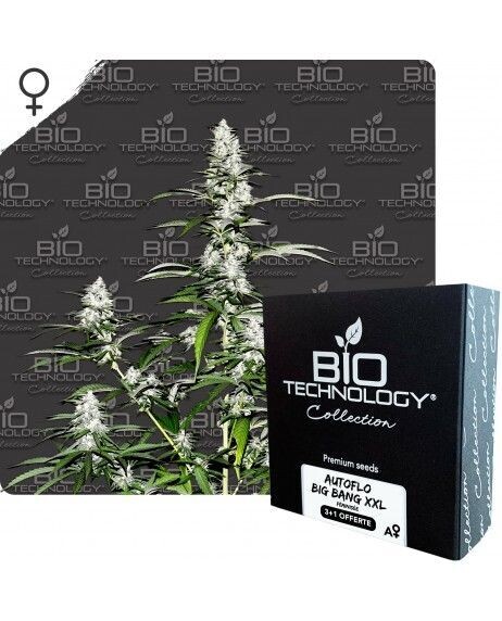 AUTOFLO BIG BANG XXL Féminisée