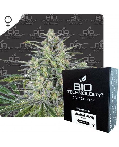 BANANA KUSH Féminisée