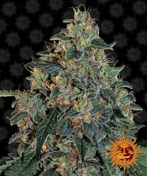 BLUEBERRY OG FÉMINISÉE