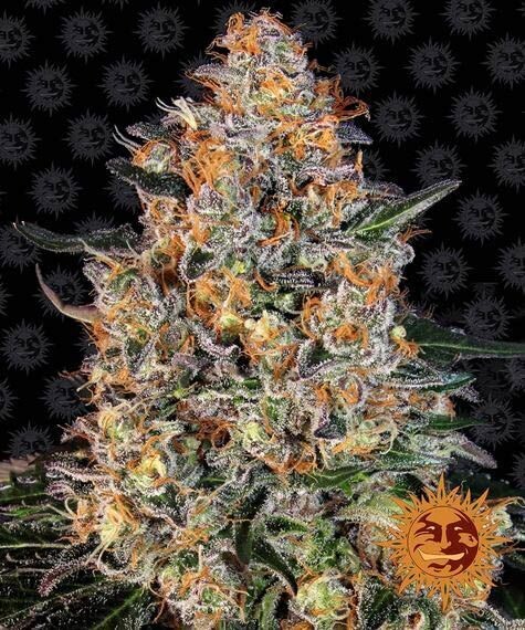 BUBBA KUSH FÉMINISÉE