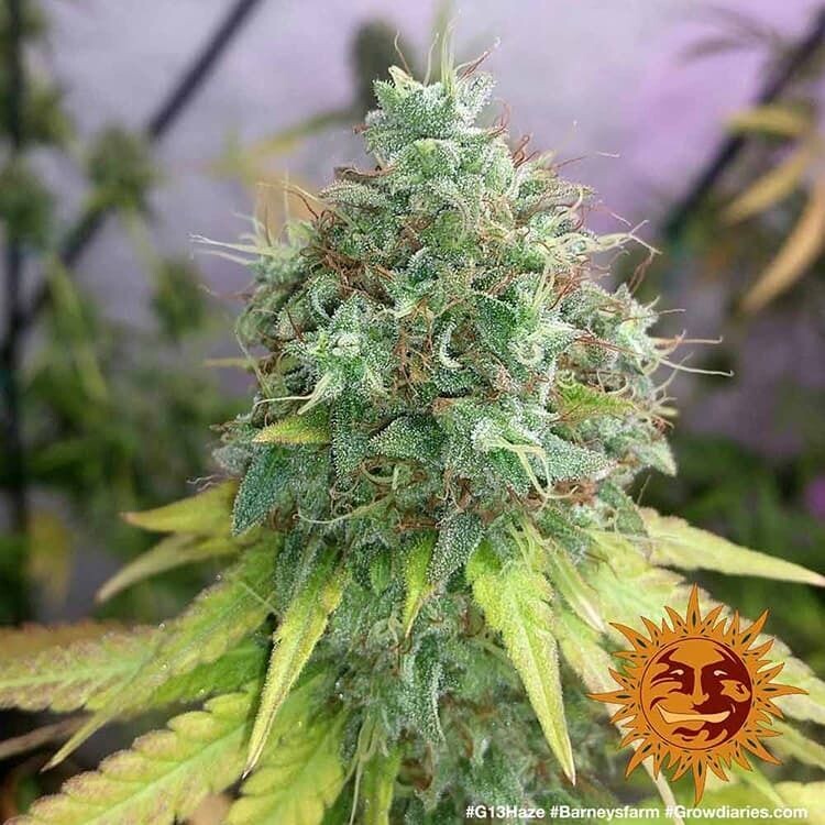 G13 HAZE FÉMINISÉE