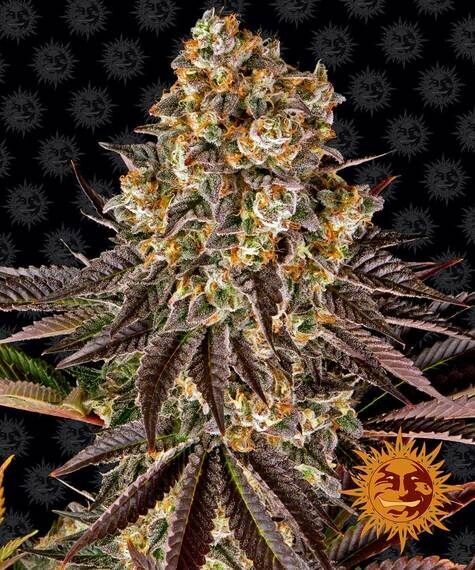 GELATO 45 FÉMINISÉE